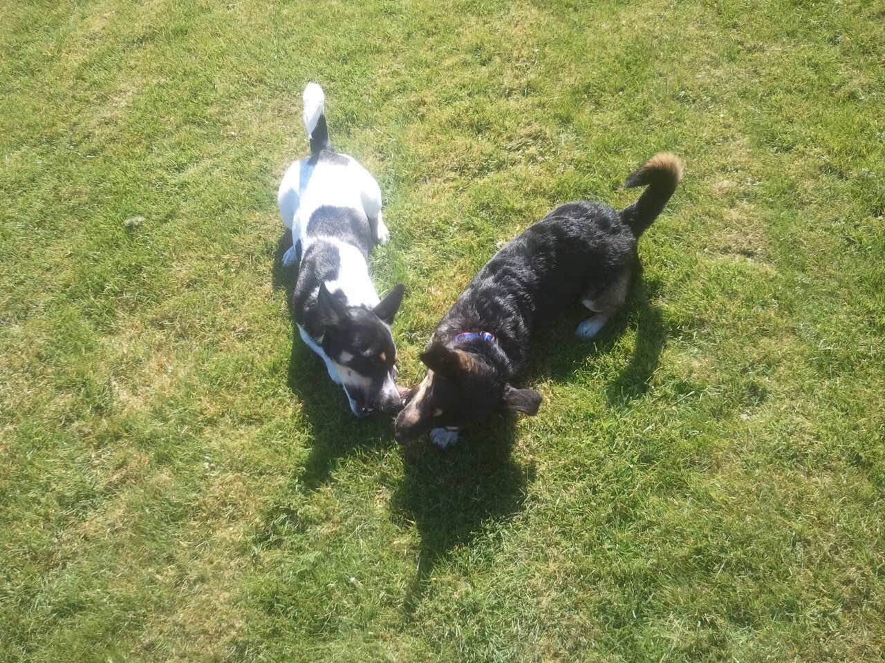 Ishi and Weiler. Simultaneously the two most loving and boldest puppies ever. Now with a garden and family of their own.