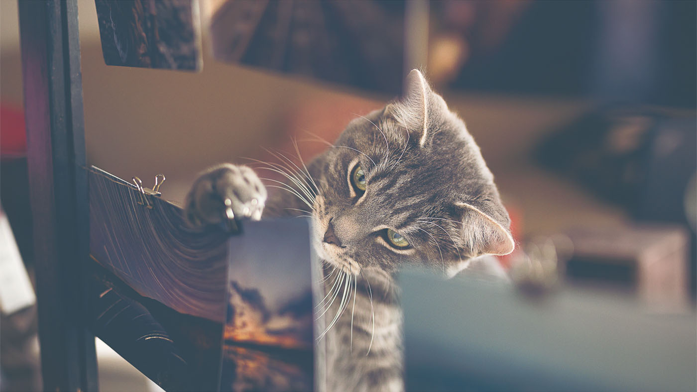 Apollo inspects each print to ensure the highest quality so each one is purr-fect. 