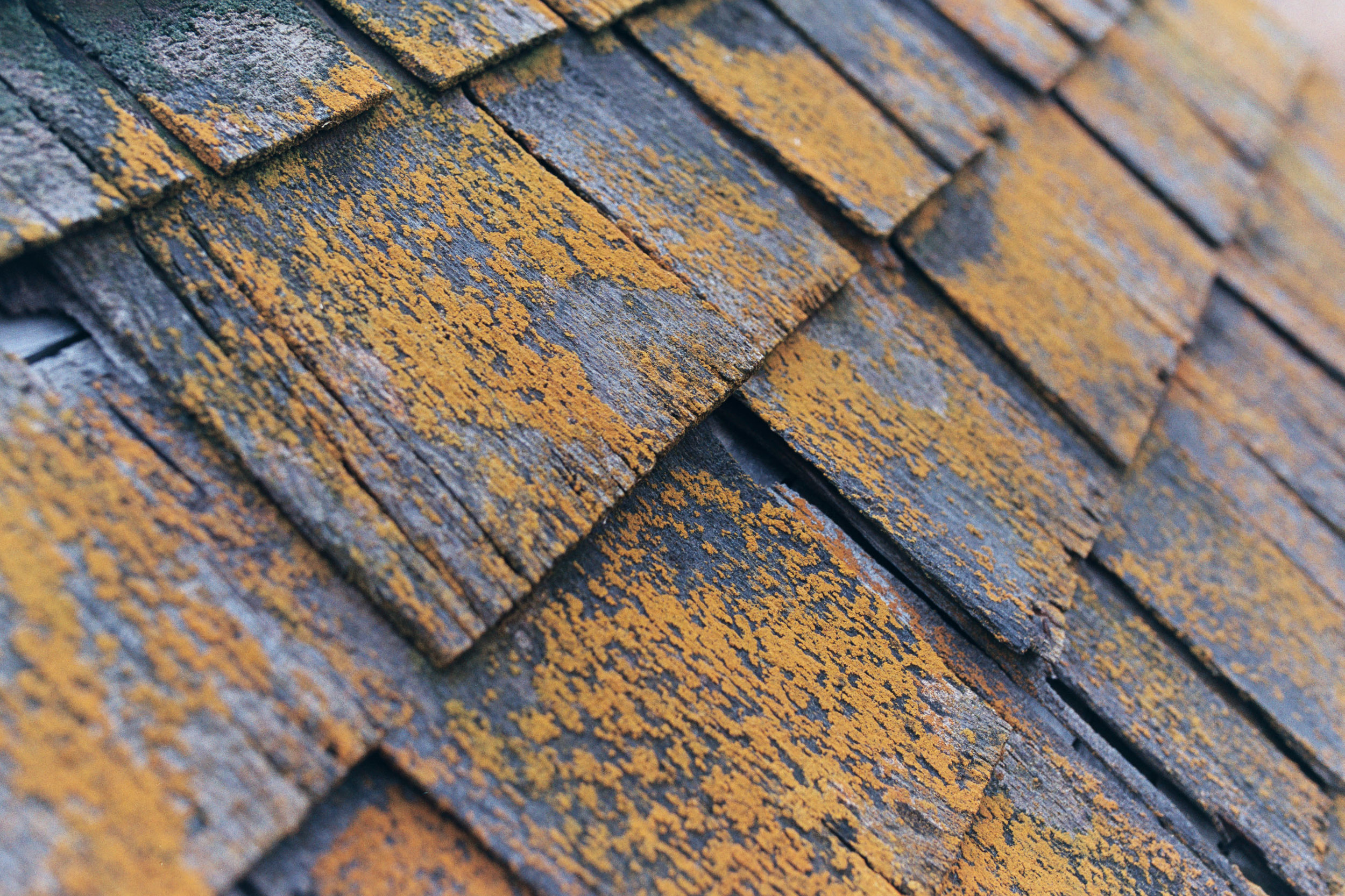 Dog House Roof | Rural Saskatchewan | Canon Elan II | Sigma 35 1.4 ART | AGFA Vista Plus 200