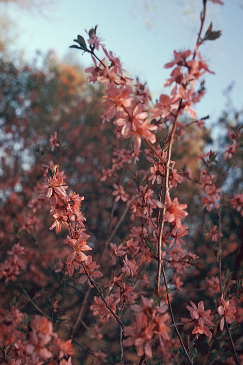 480 [F] Pentax K1000 - Fuji Velvia 50__010.jpg