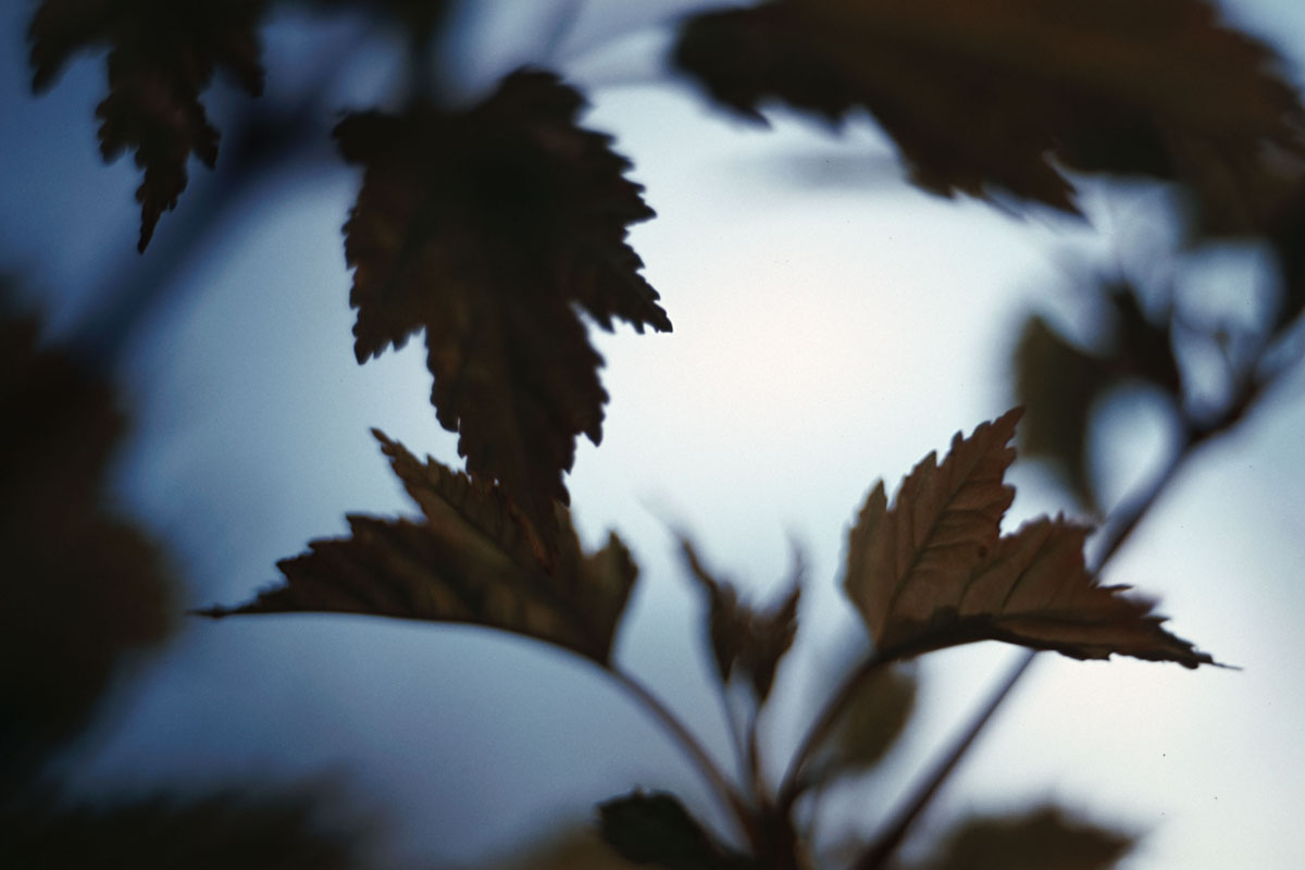 480 [F] Pentax K1000 - Fuji Velvia 50__019.jpg