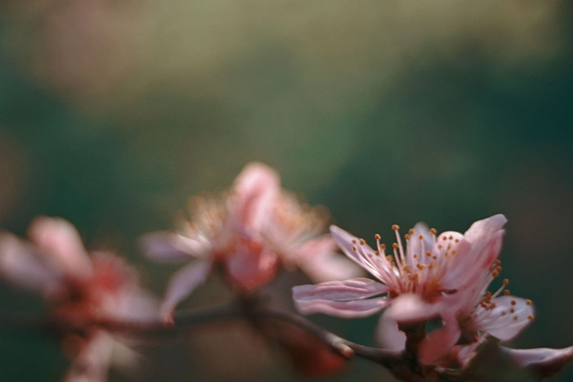 Blossoms in the light. Pentax K1000 with 7mm extension tube Fuji Velvia 50