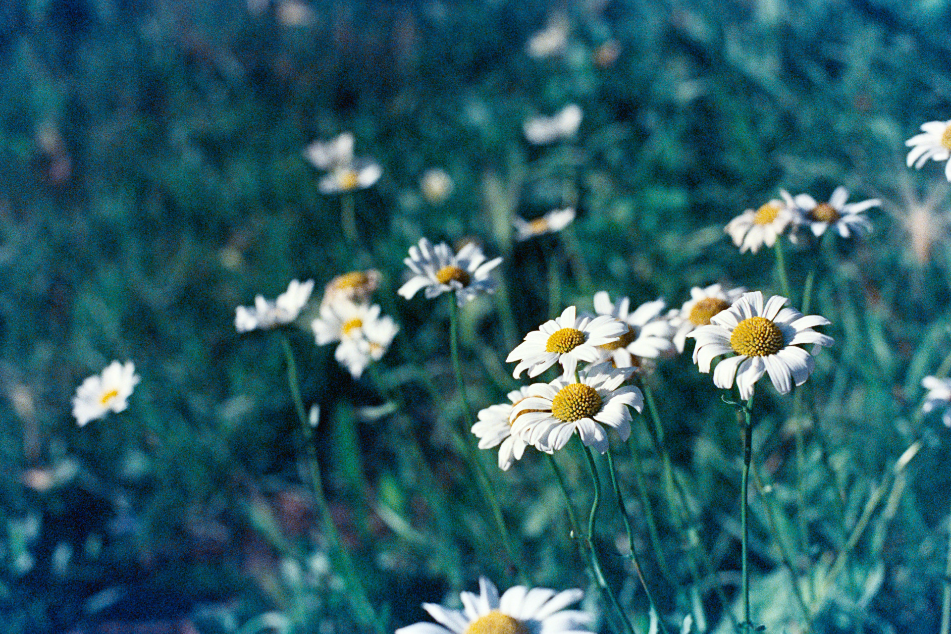 Fell asleep amongst the flowers