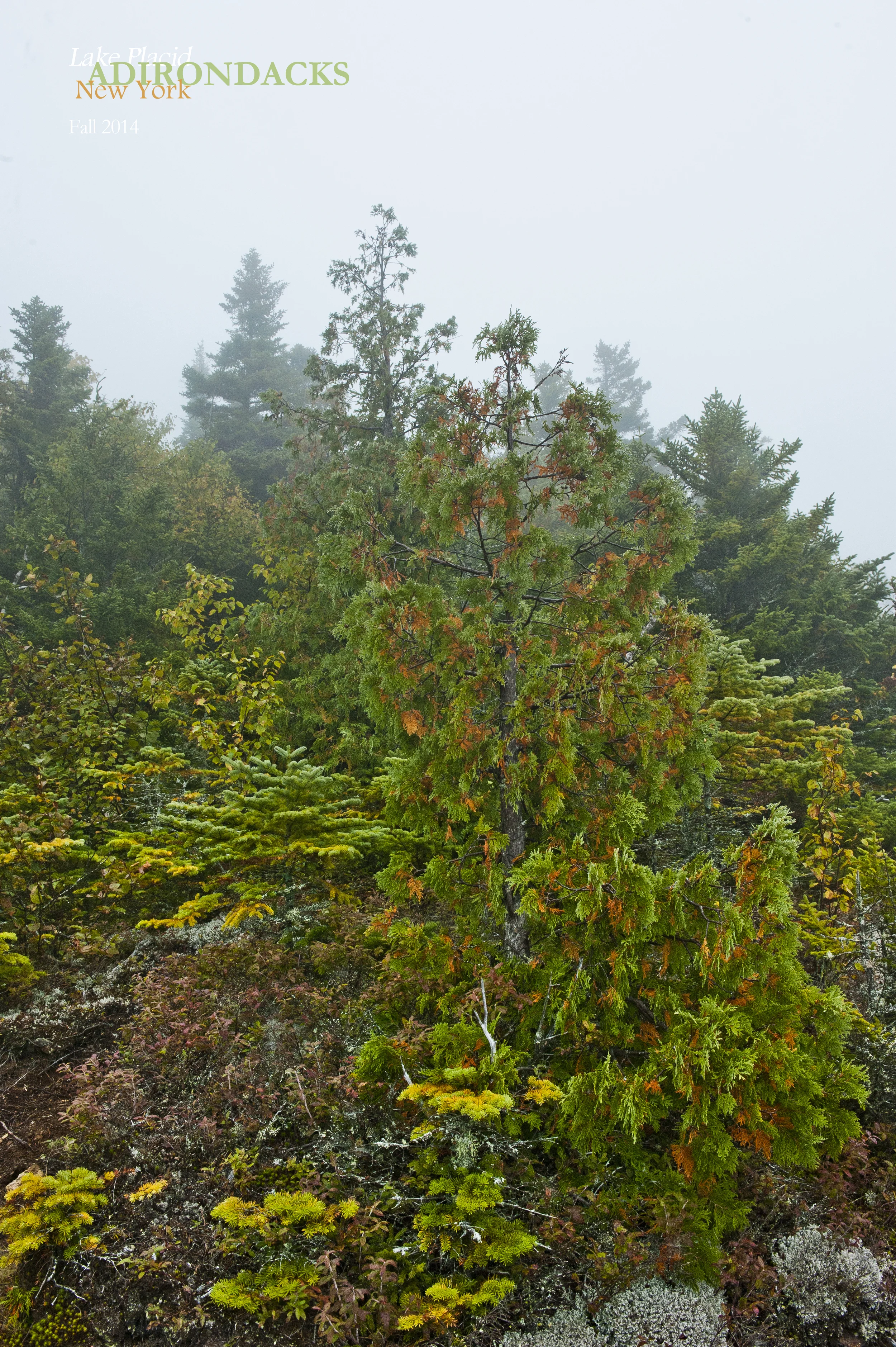 Little Green 2014 010.jpg