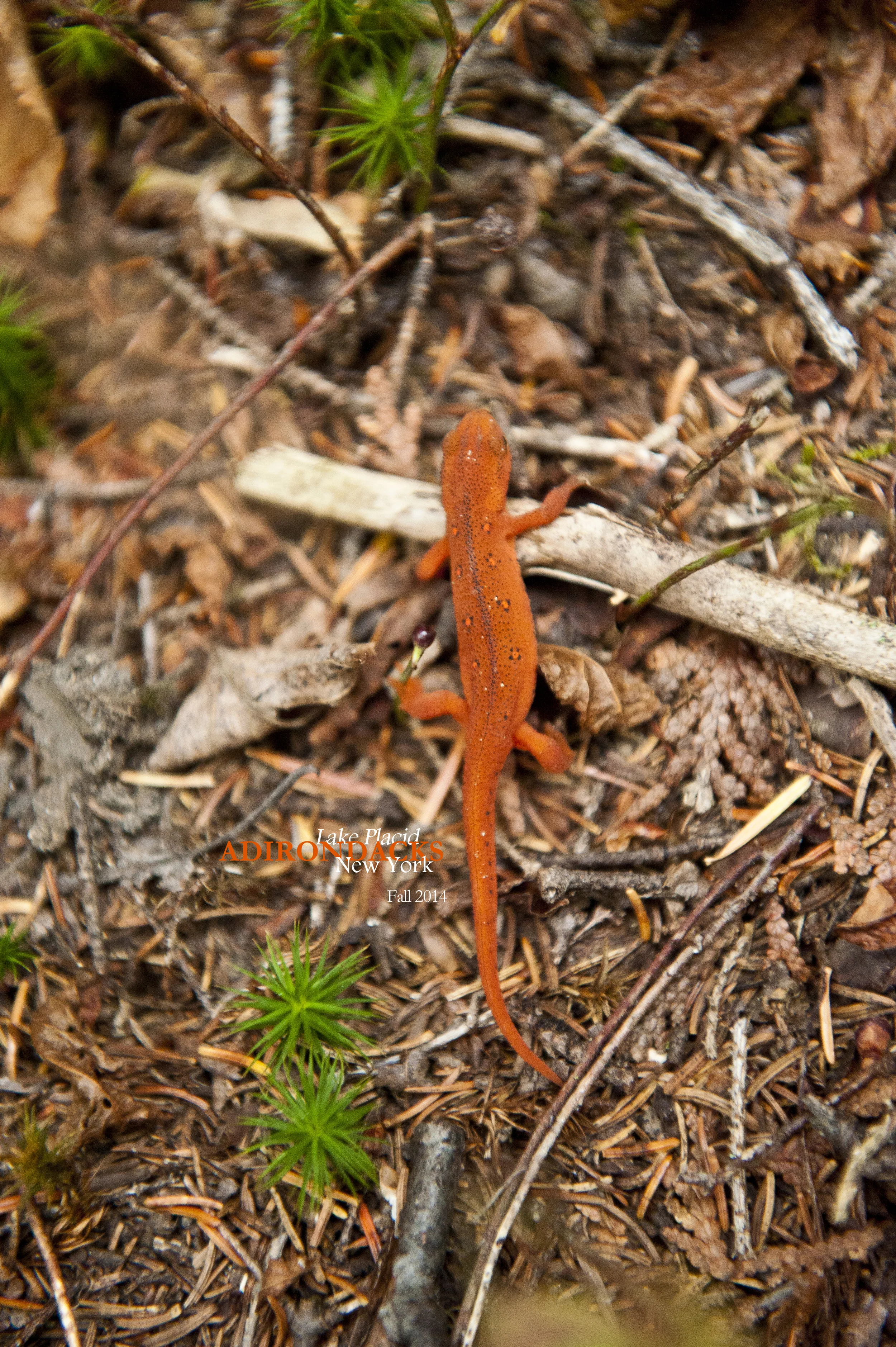 Little Green 2014 013.JPG