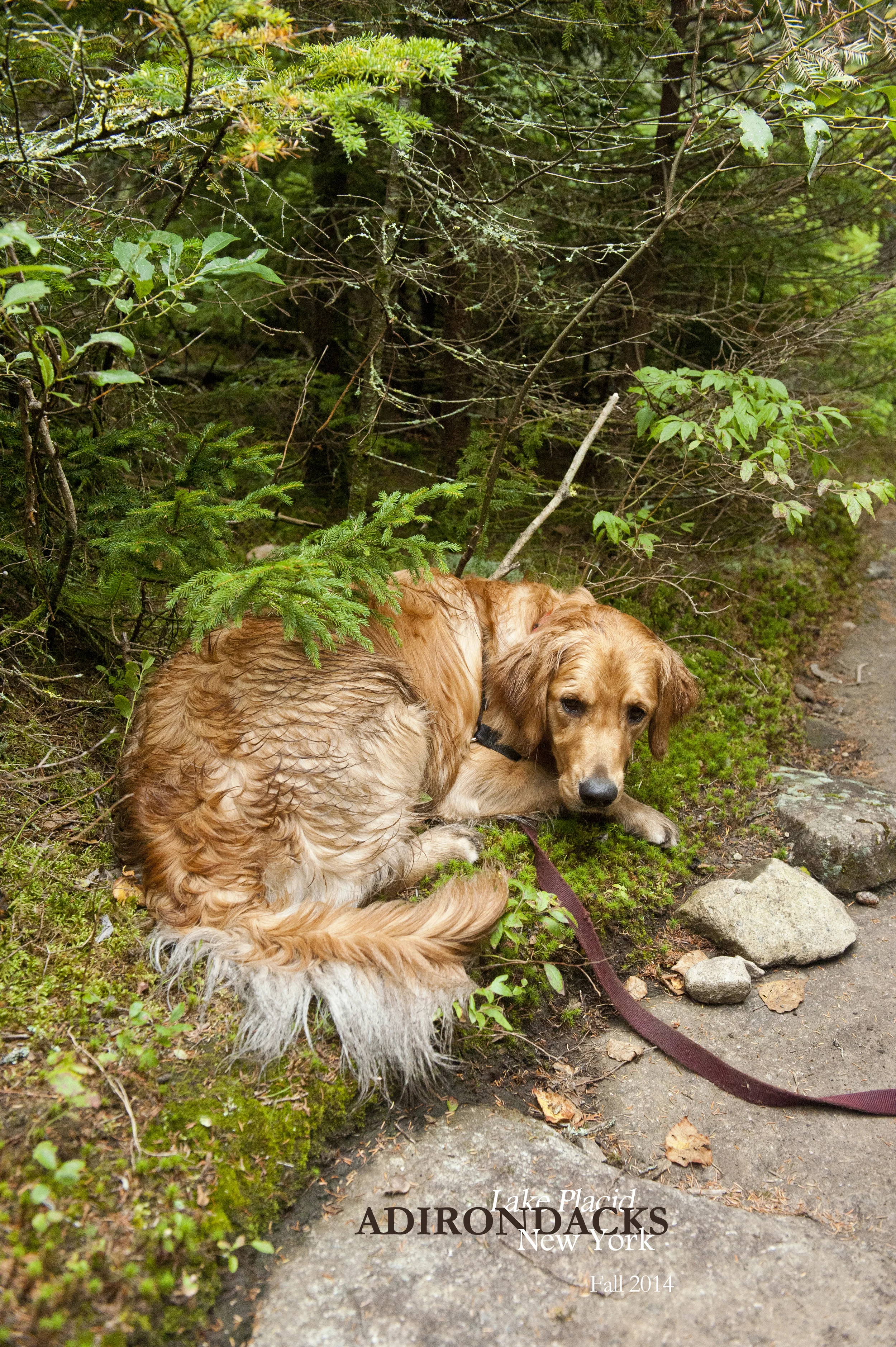 Little Green 2014 015.JPG