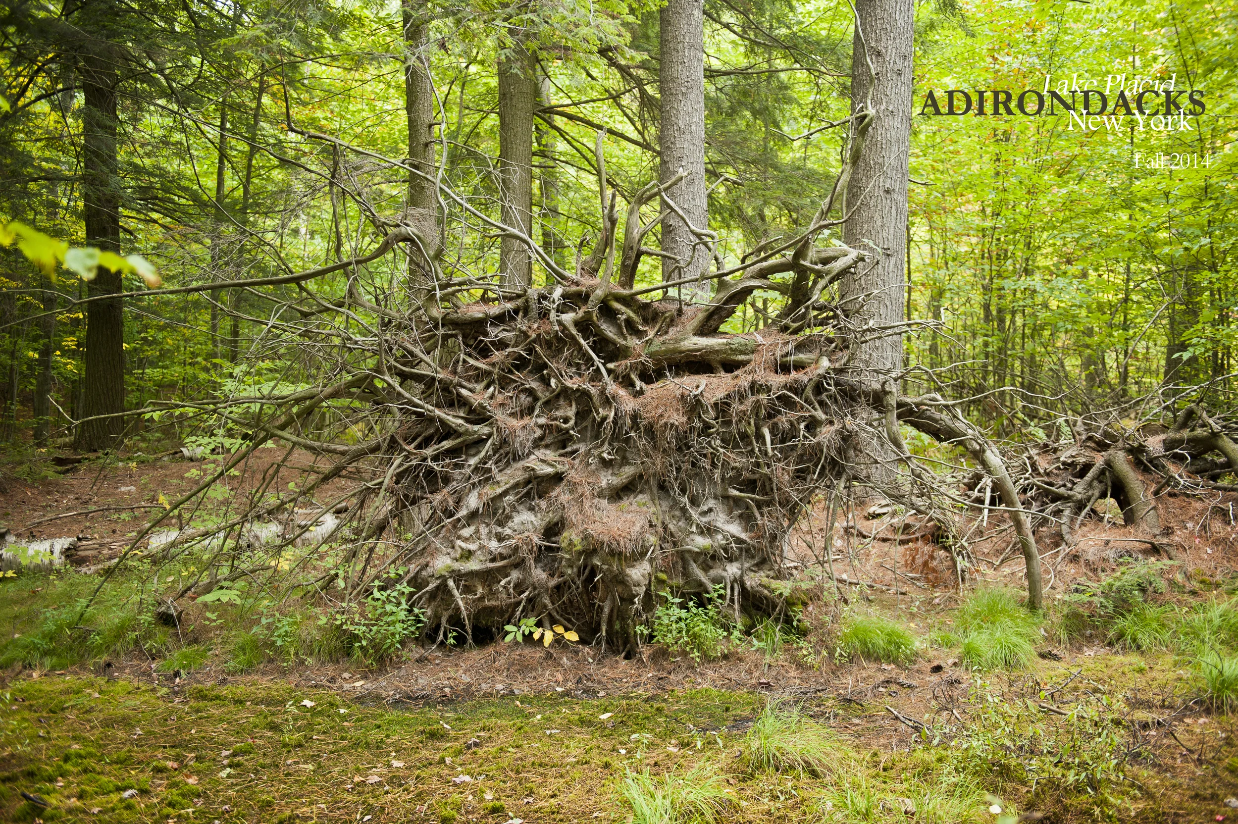 Little Green 2014 029.JPG