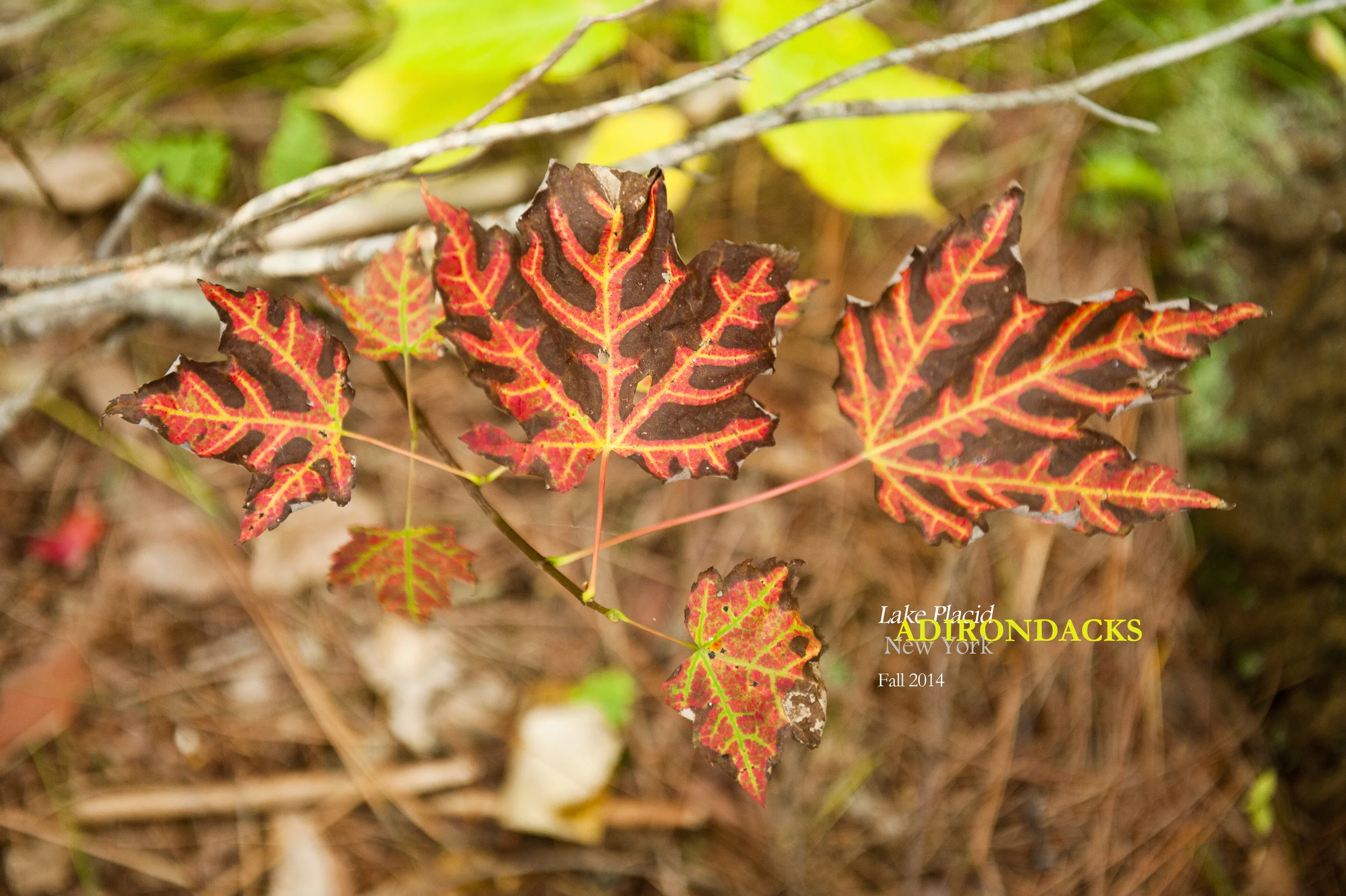 Little Green 2014 030.JPG