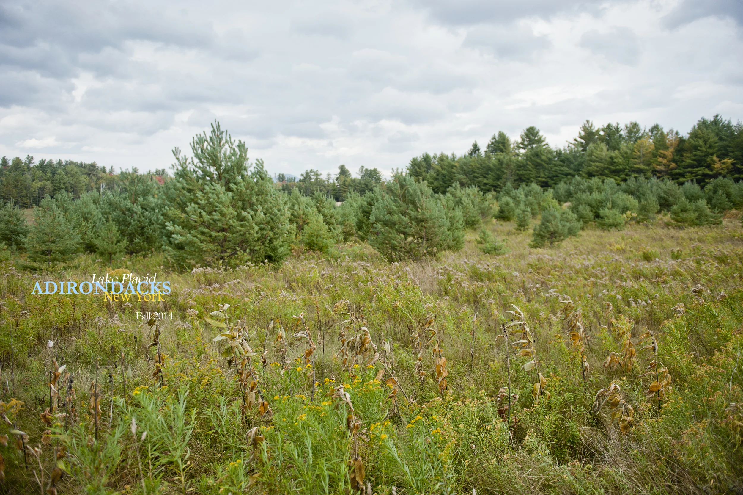 Little Green 2014 037.JPG