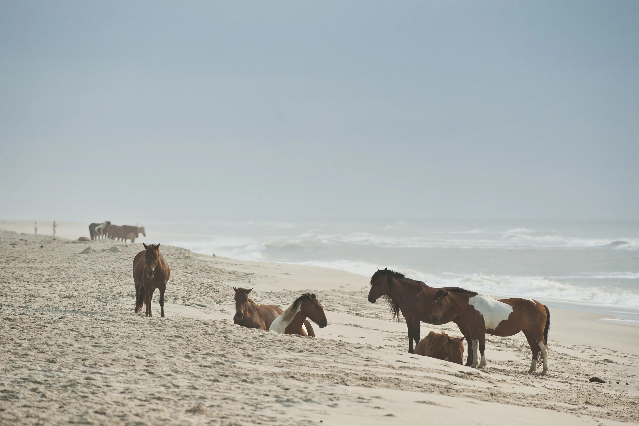Assateague 2014003.JPG