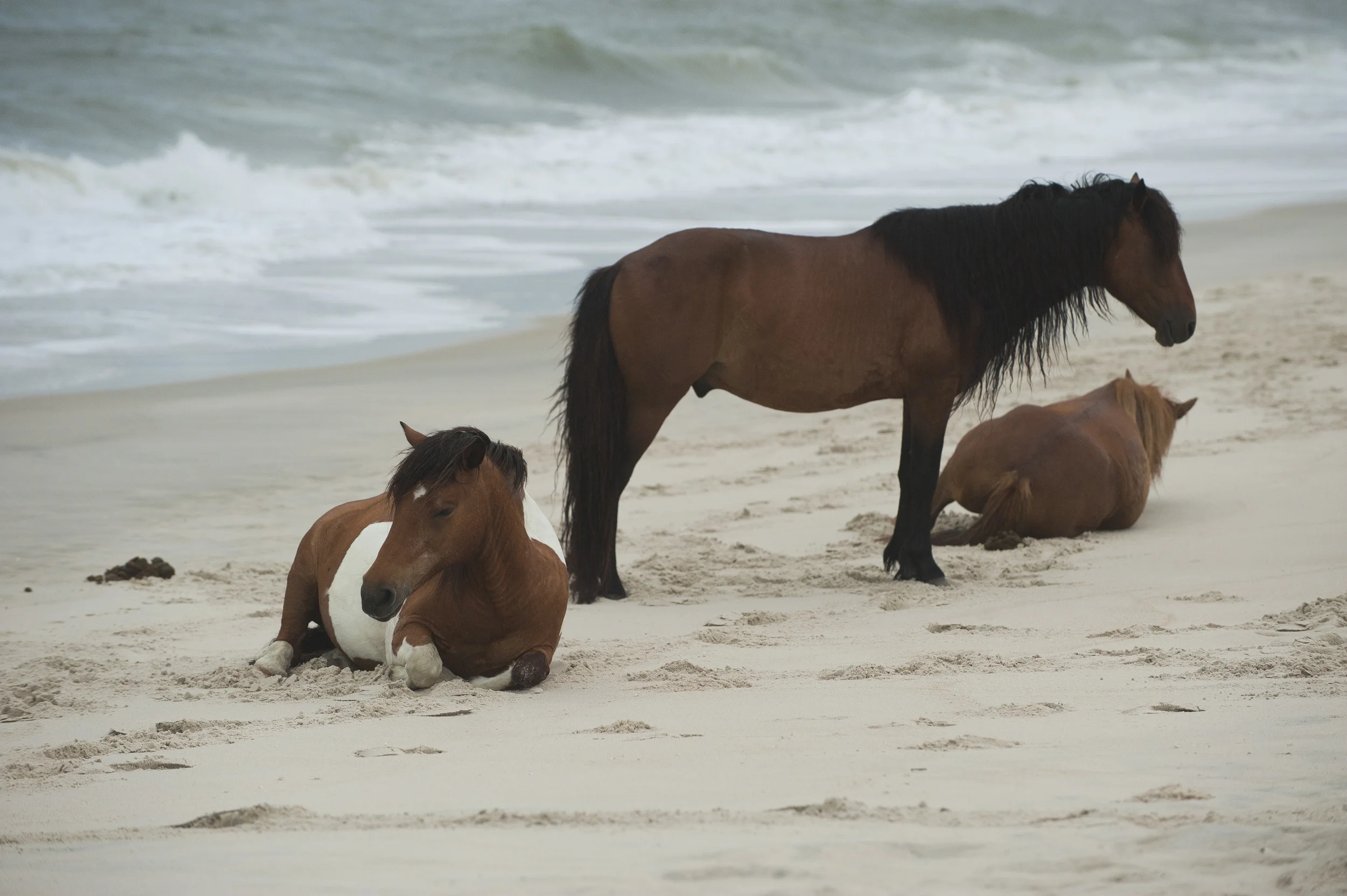 Assateague 2014008.JPG