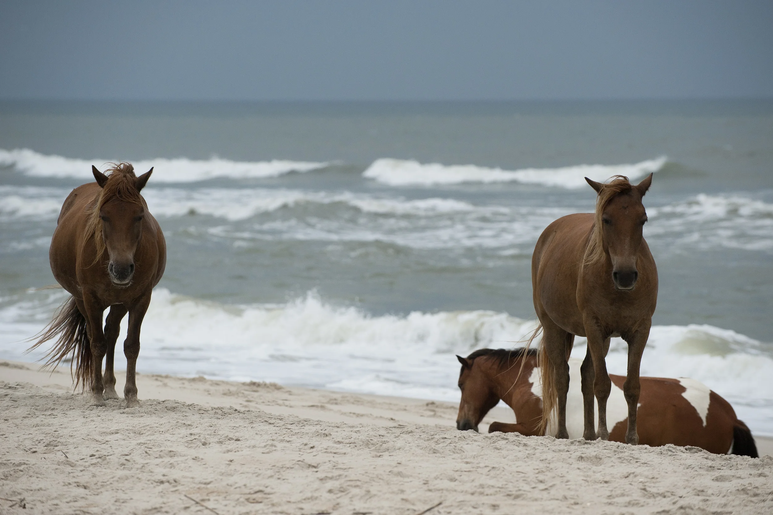 Assateague 2014010.JPG