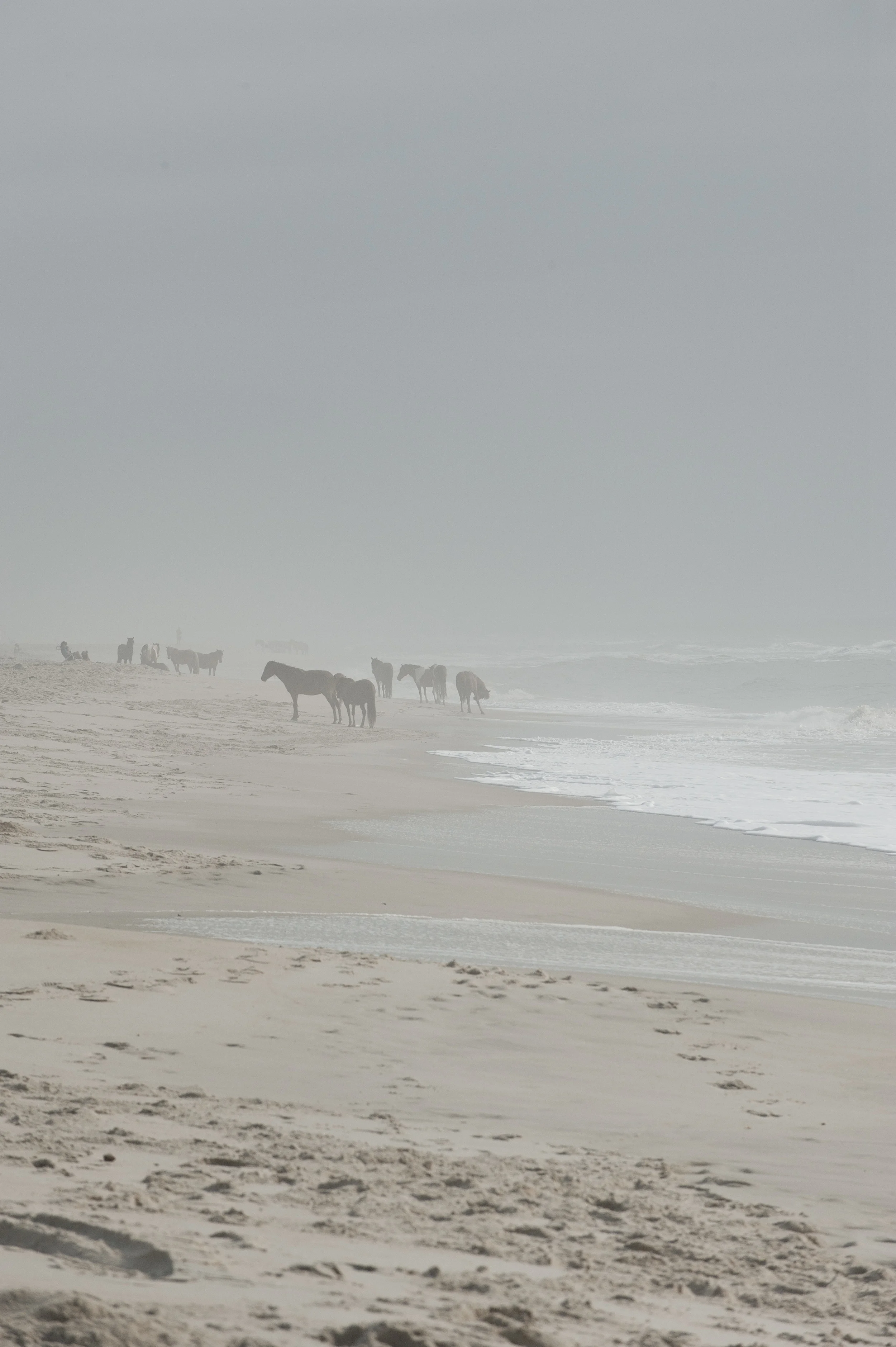 Assateague 2014041.JPG