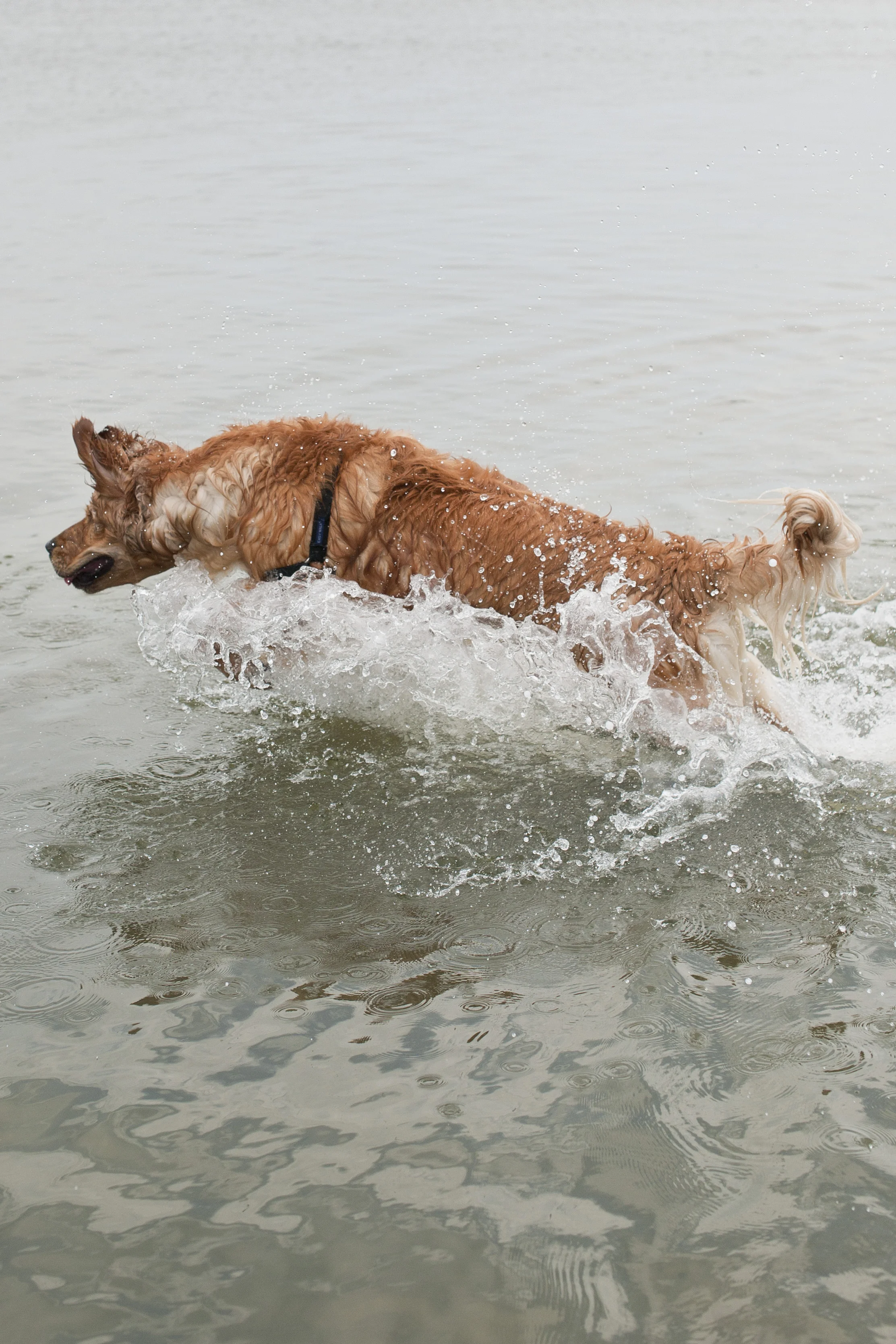Assateague 2014064.JPG