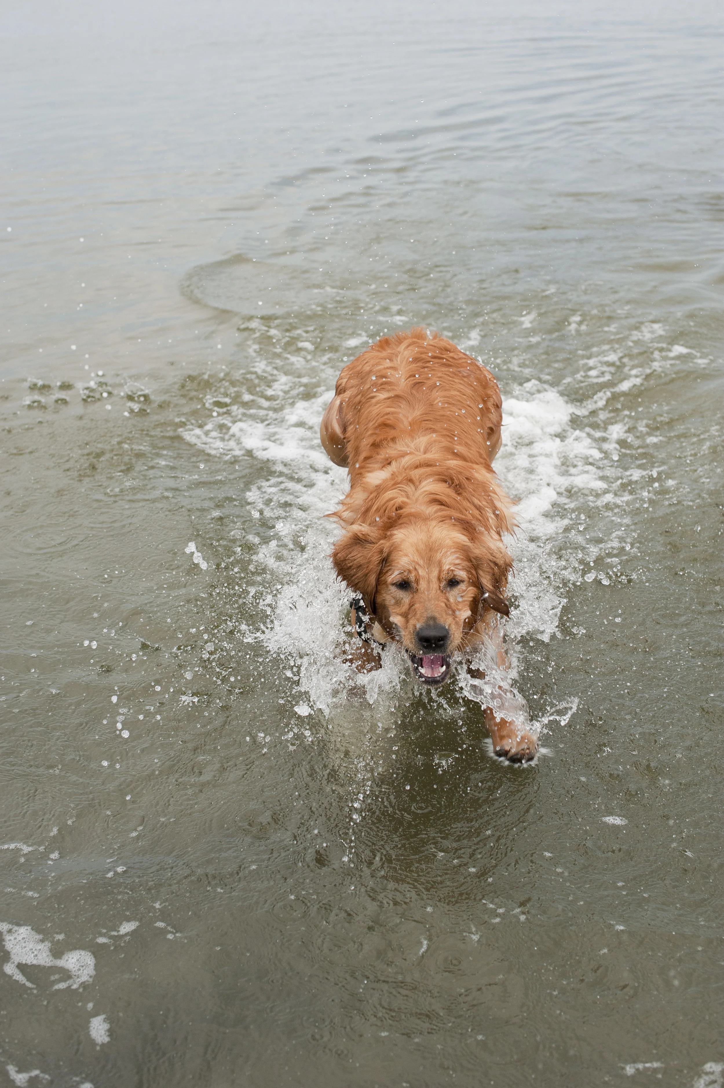 Assateague 2014061.JPG