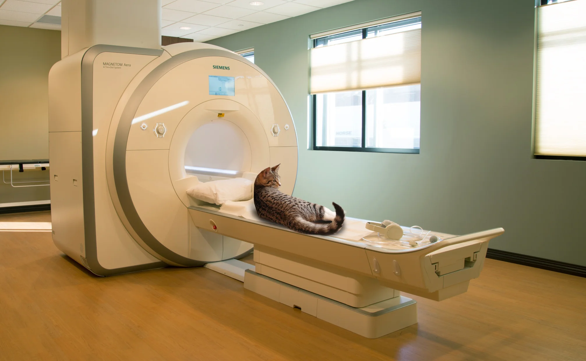 Ruby gets her first MRI