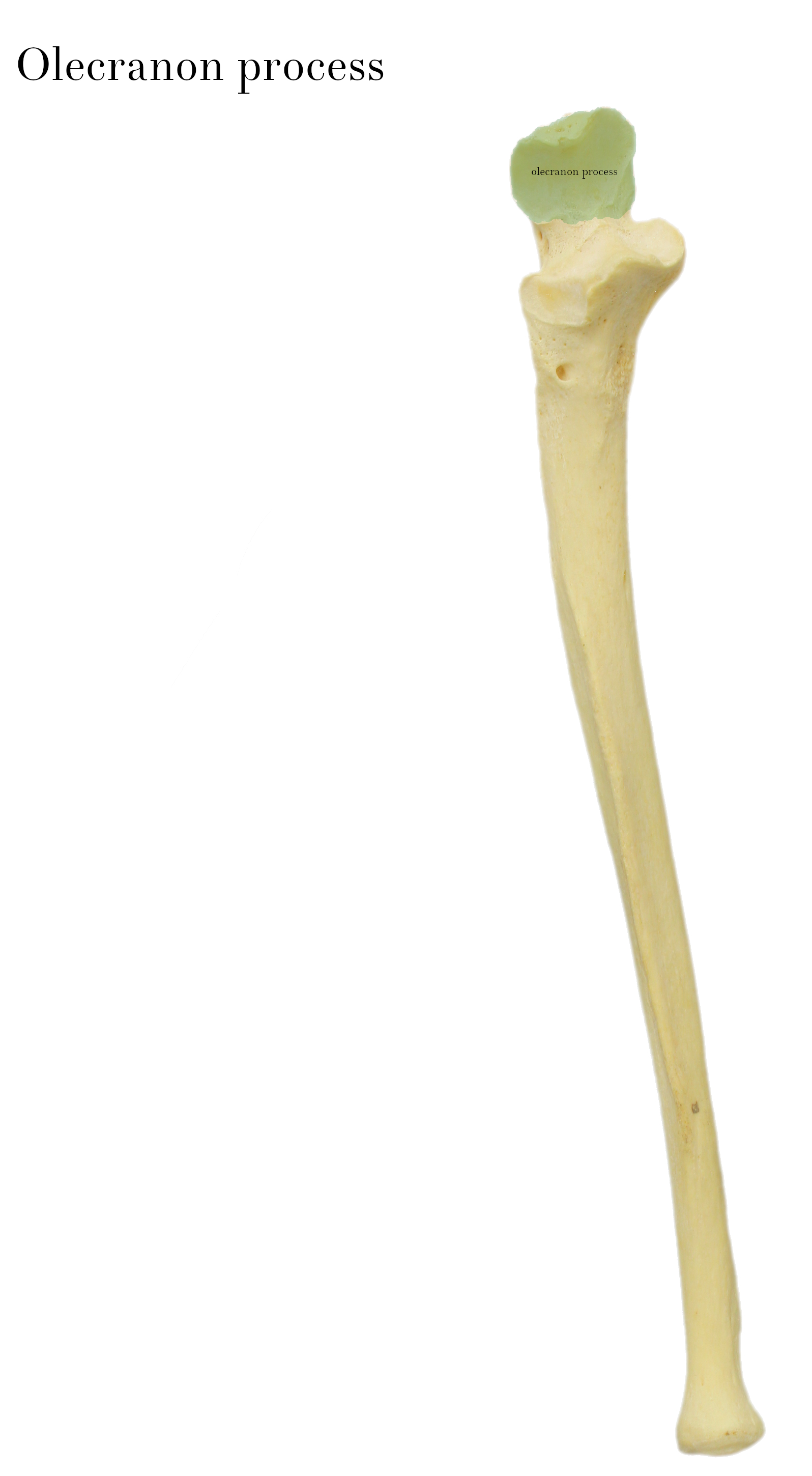 IMG_9892_olecranon_process_labelled.jpg