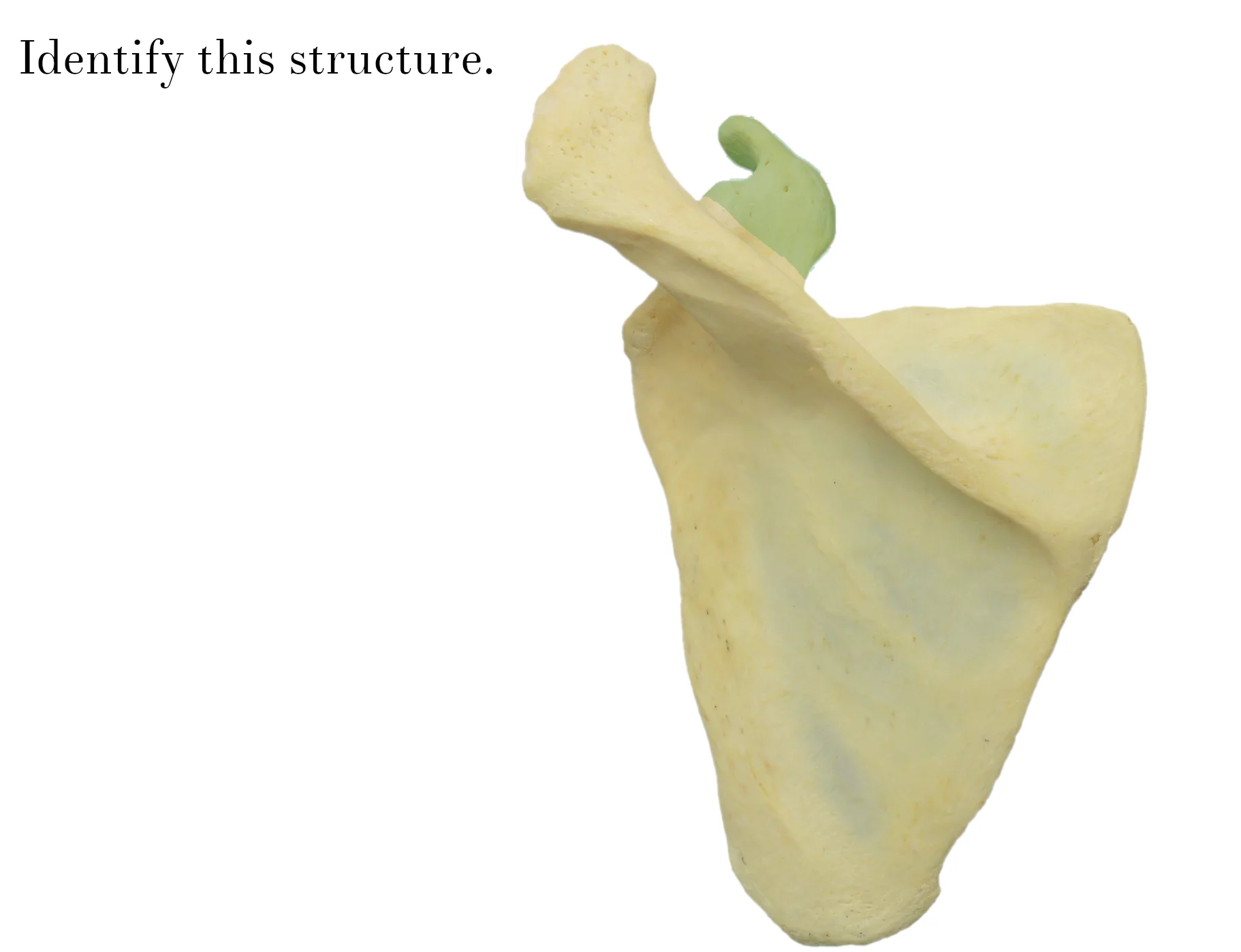 IMG_9877_coracoid_process_identify.jpg