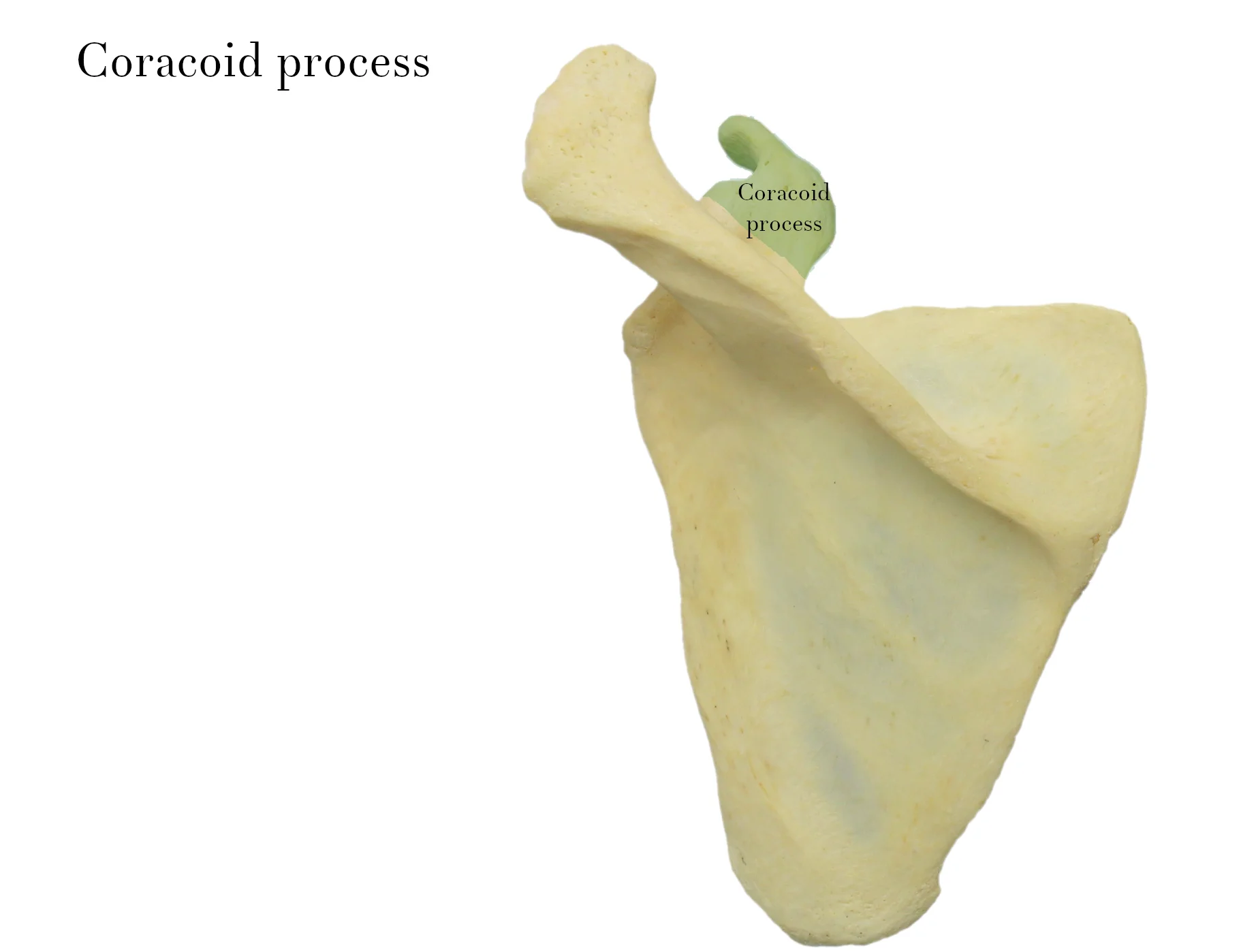 IMG_9877_coracoid_process_labelled.jpg