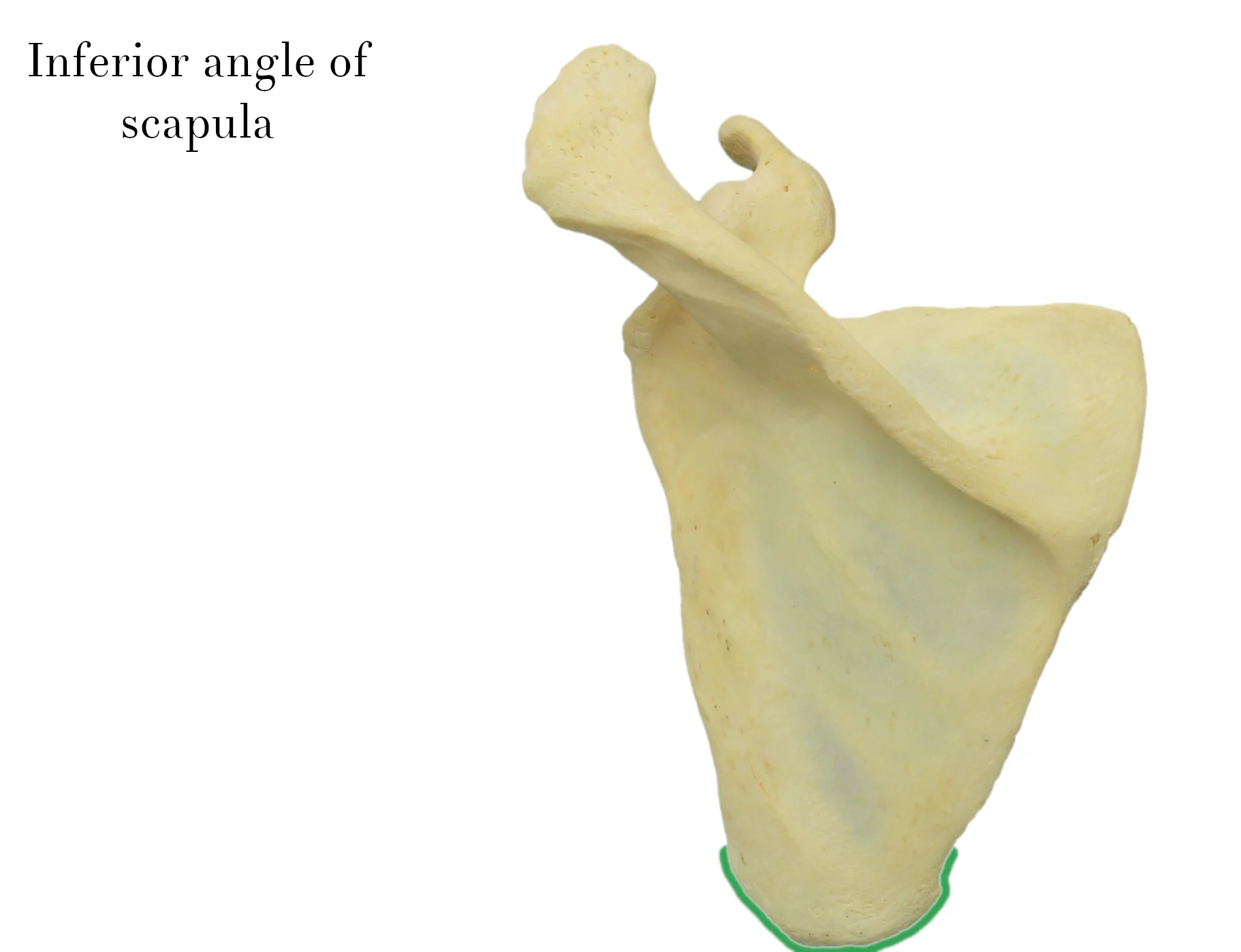IMG_9877_inferior_angle_of_scapula_labelled.jpg