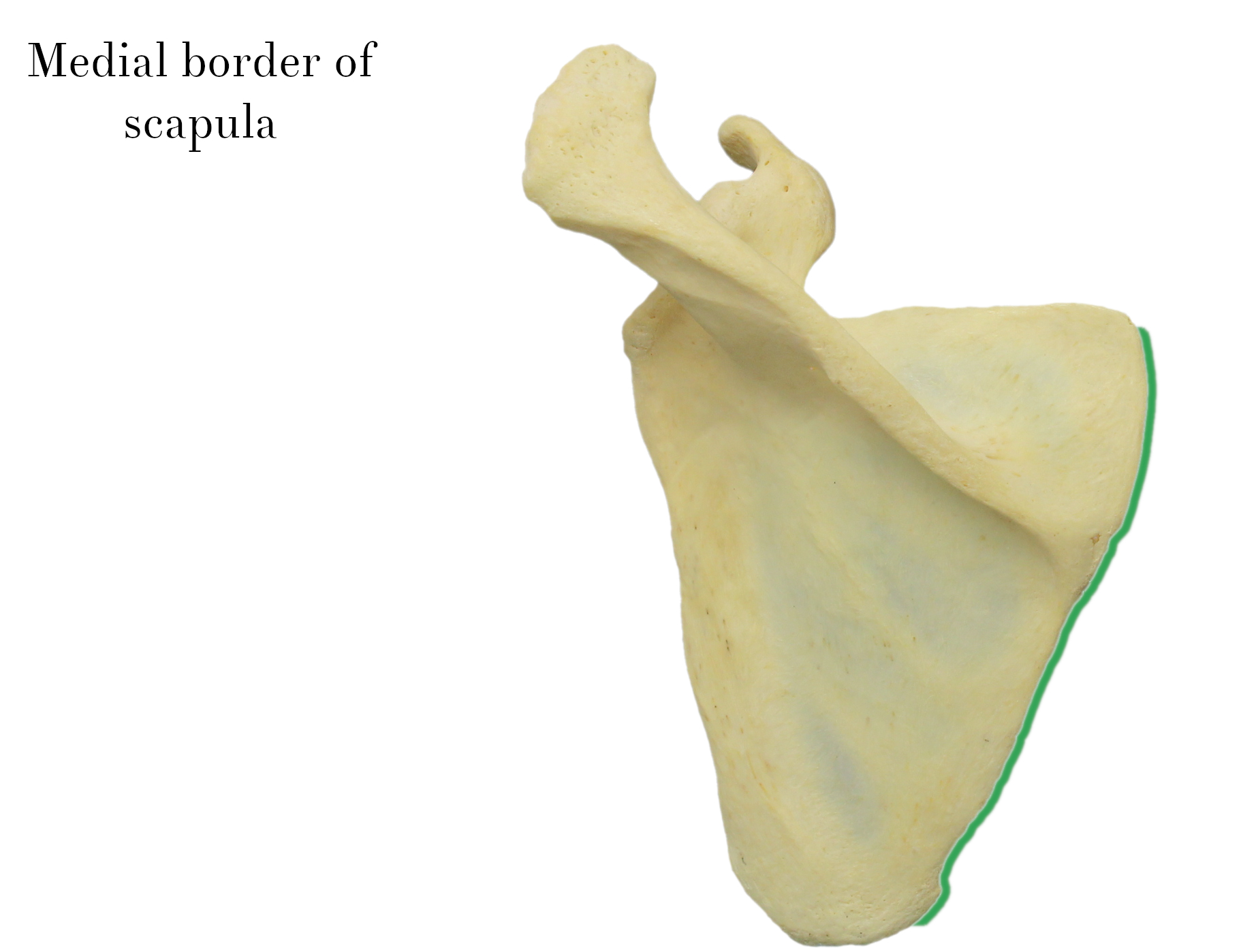 IMG_9877_medial_border_of_scapula_labelled.jpg