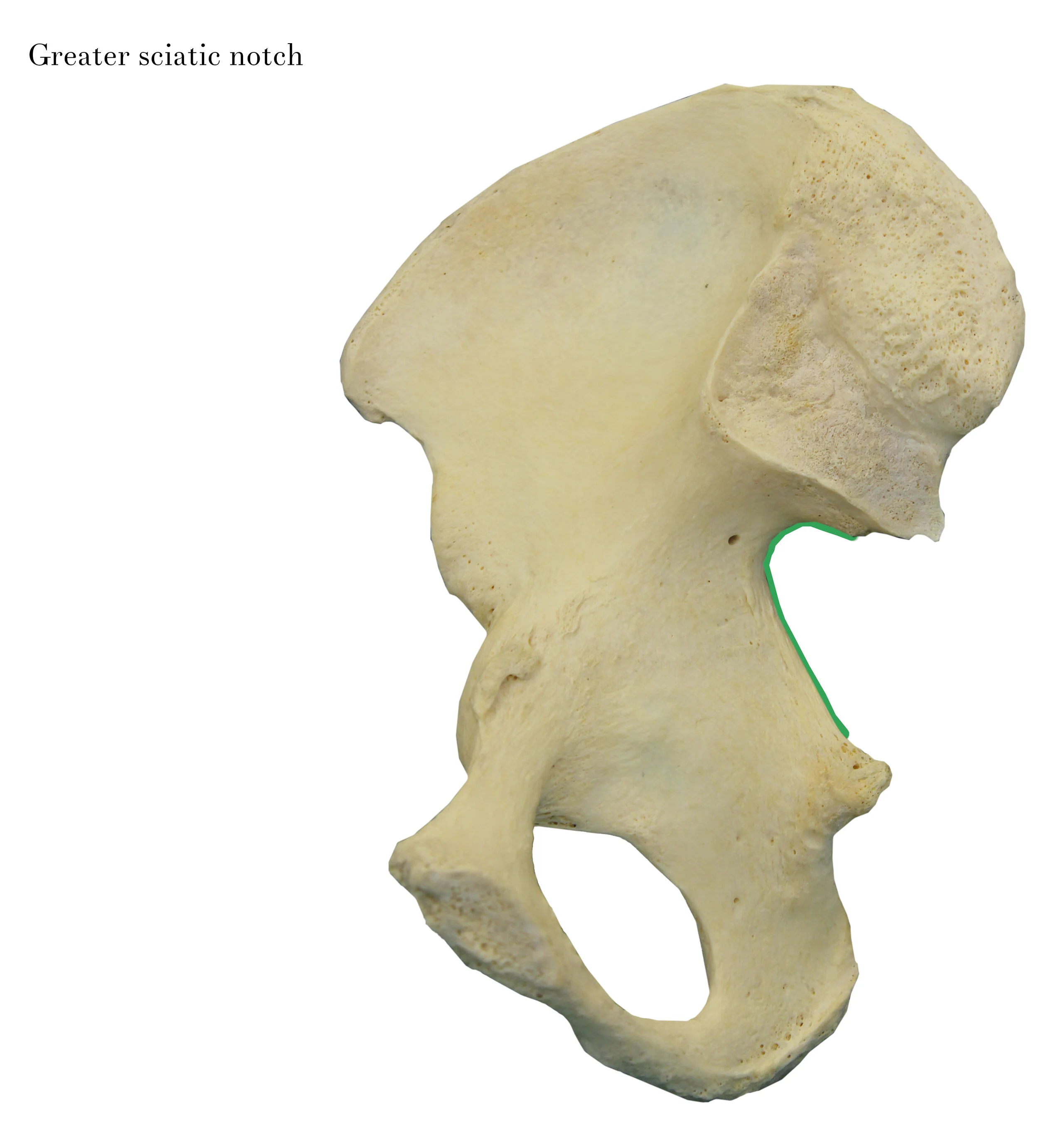 IMG_0632_greater_sciatic_notch_labelled.jpg