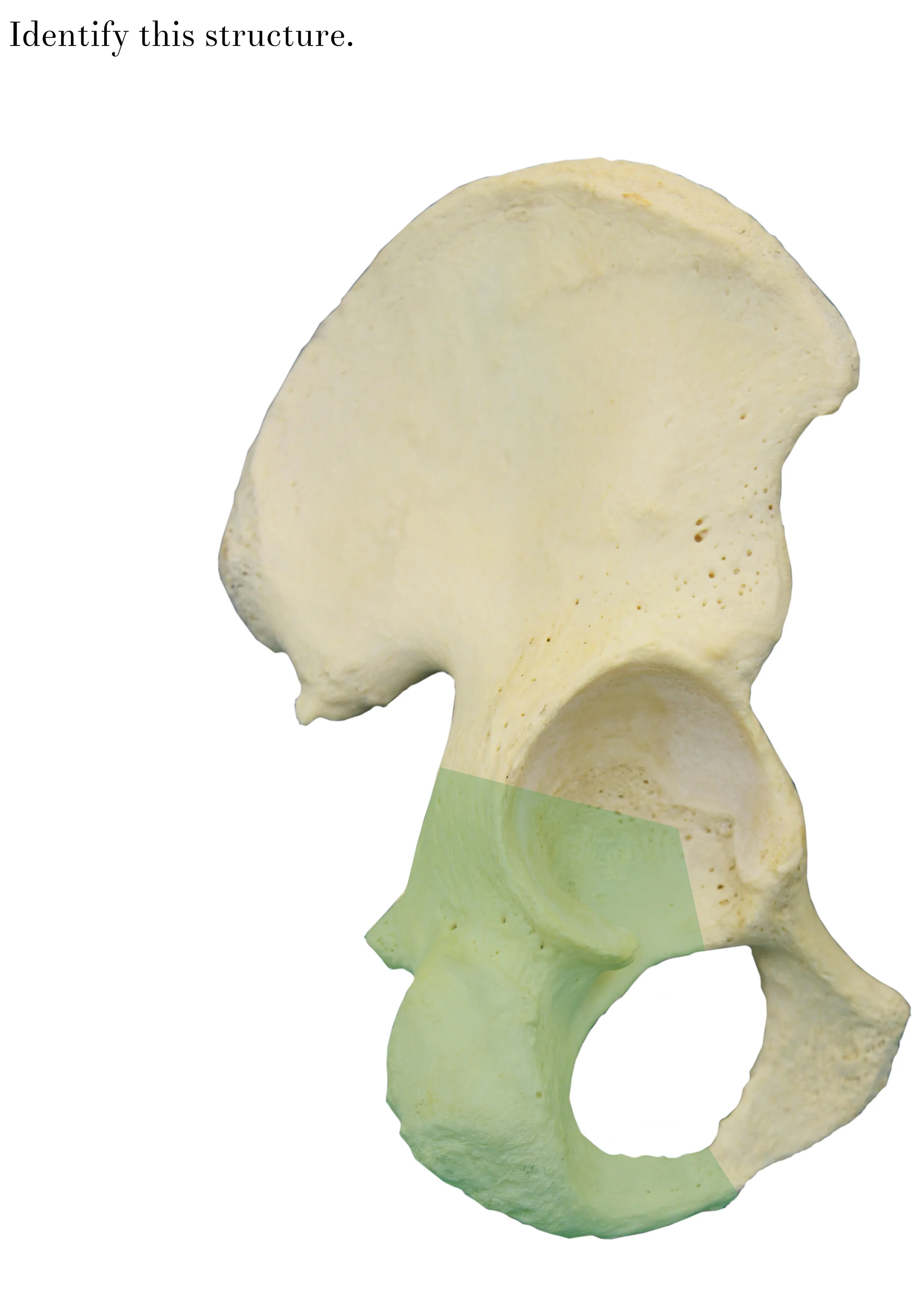 IMG_0634_ischium_identify.jpg
