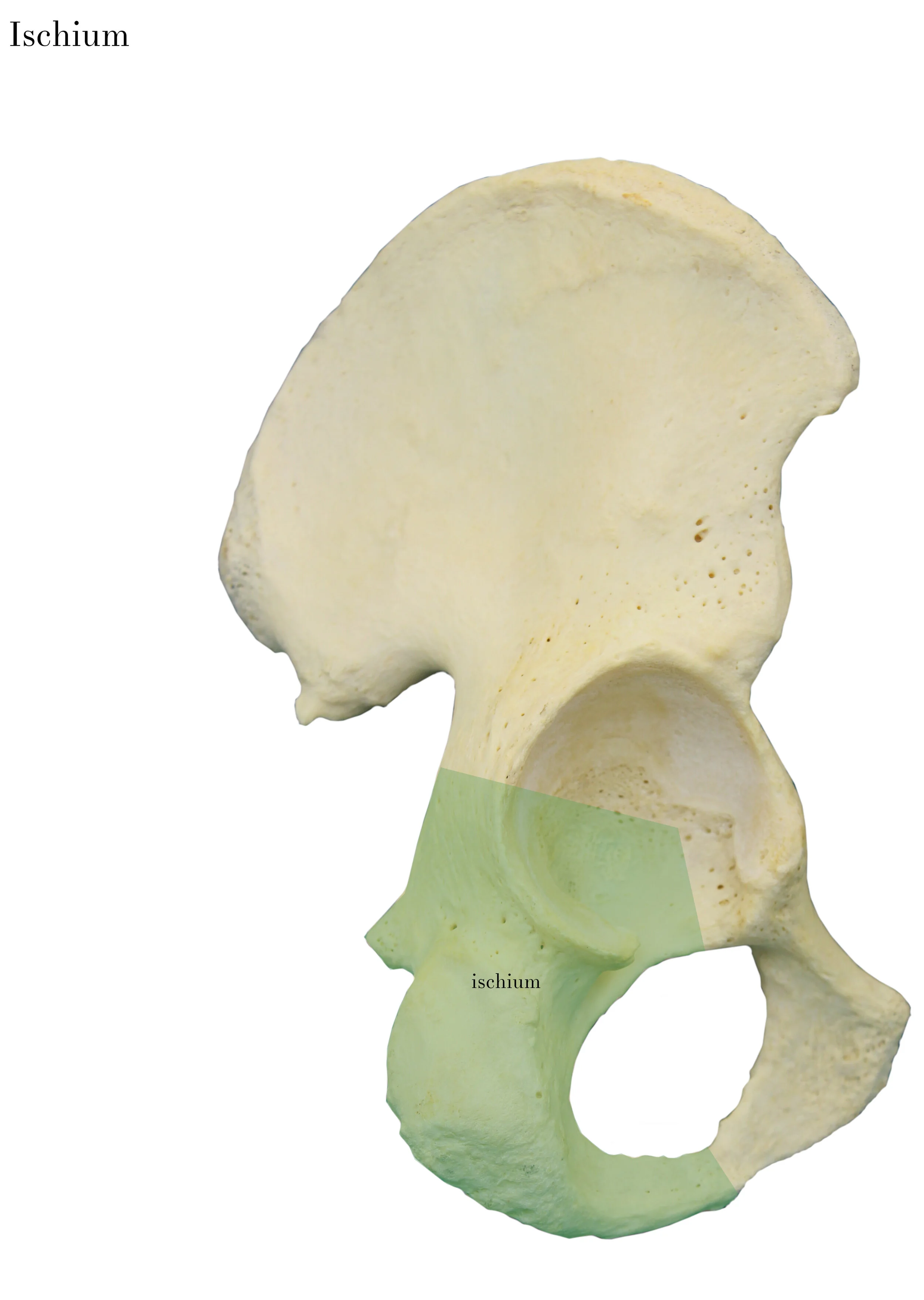 IMG_0634_ischium_labelled.jpg