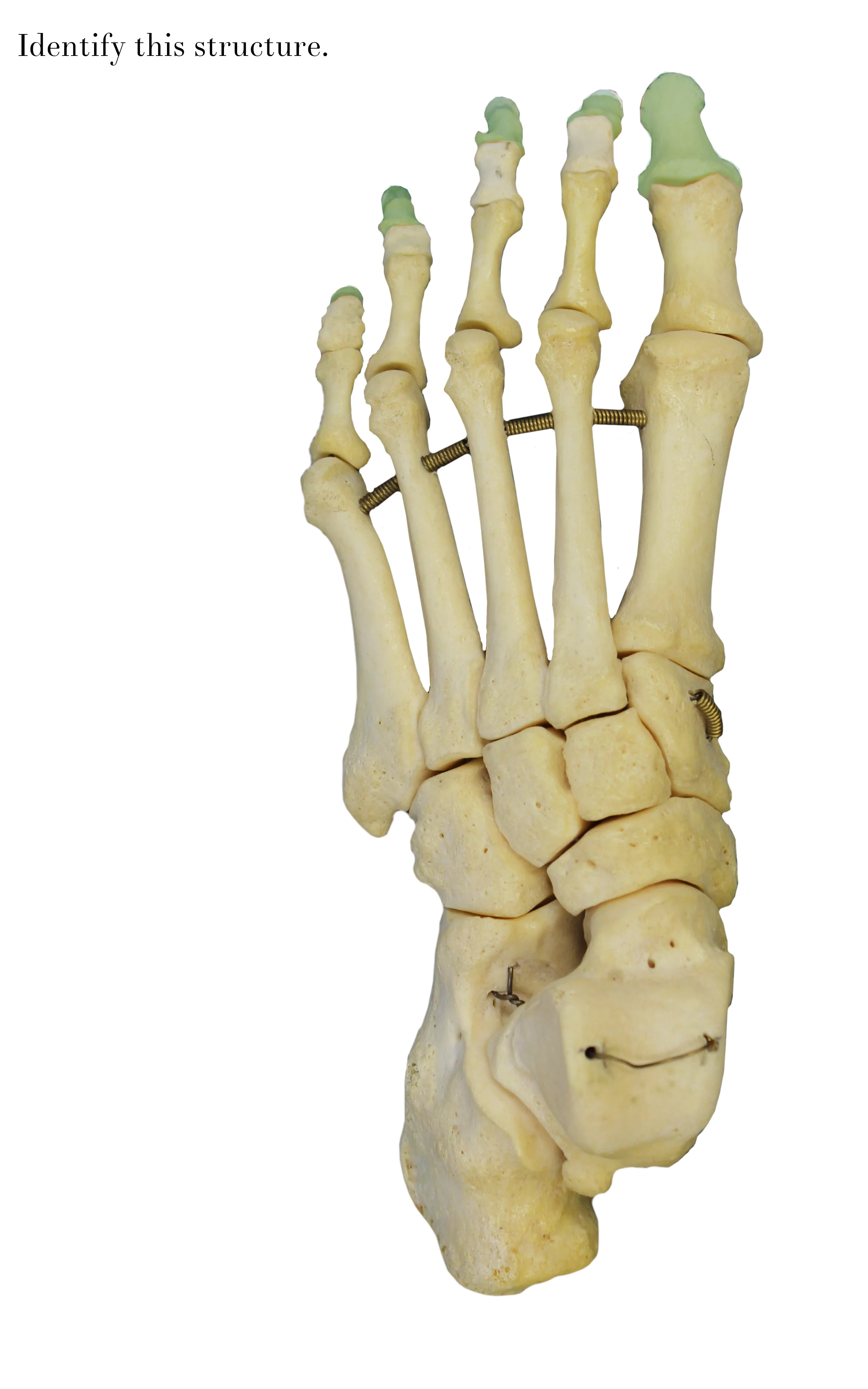 IMG_0650_distal_phalanges_identify.jpg