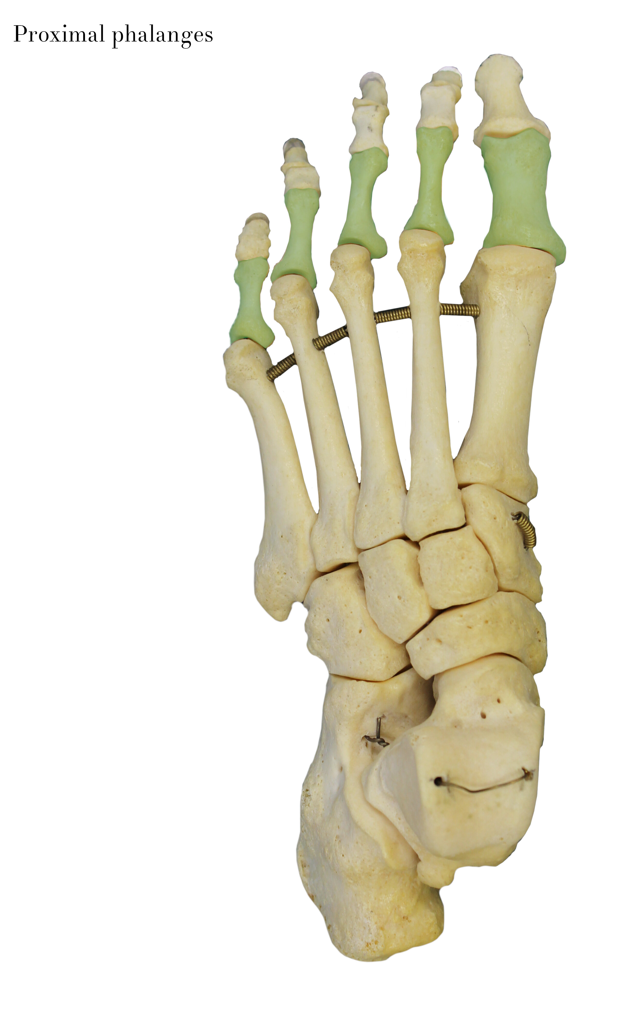 IMG_0650_proximal_phalanges_labelled.jpg