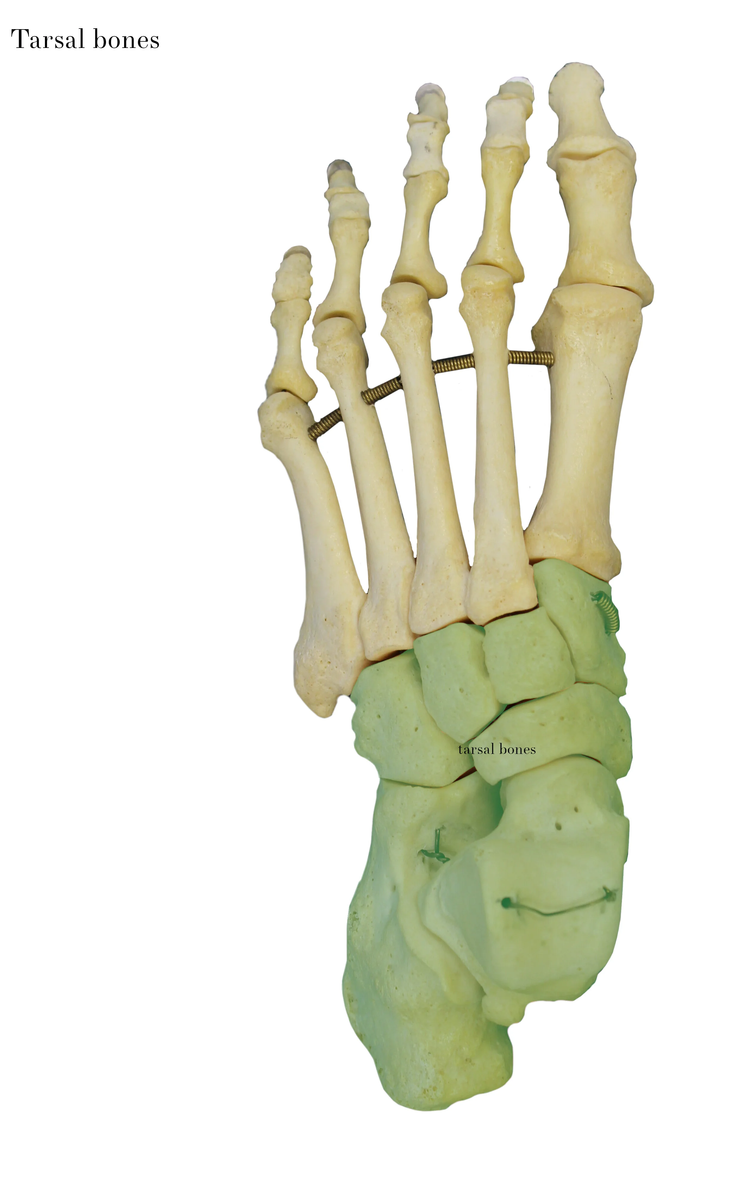 IMG_0650_tarsal_bones_labelled.jpg