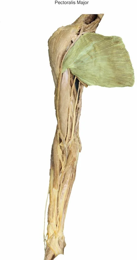 PectoralisMajor_editedimage_labelled.jpg