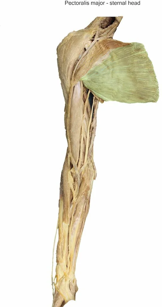 PectoralisMajorSternal_editedimage_labelled.jpg