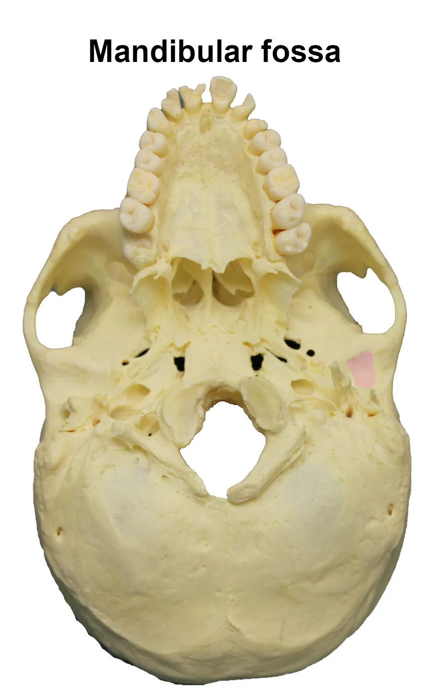 mandibularfossa_editedimage_labelled.jpg