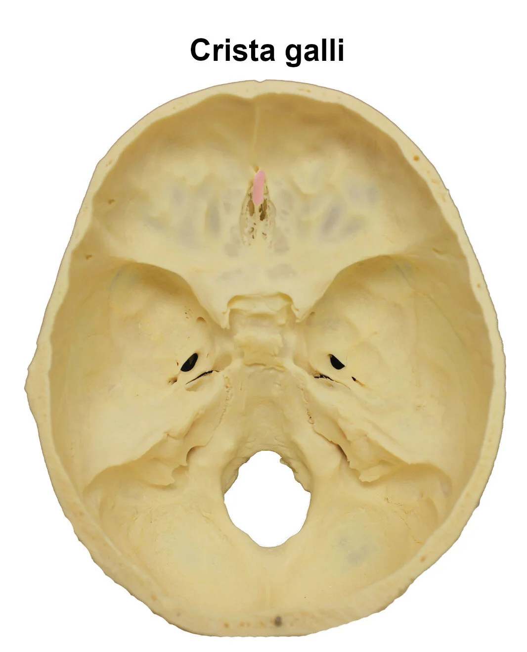 cristagalli_editedimage_labelled.jpg