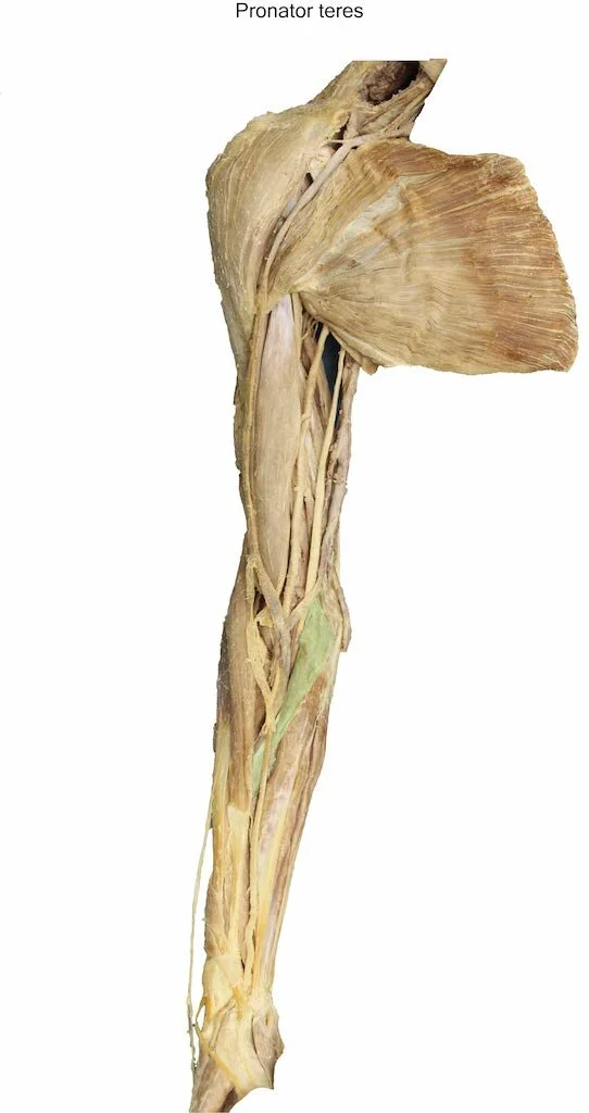 PronatorTeres_editedimage_labelled.jpg