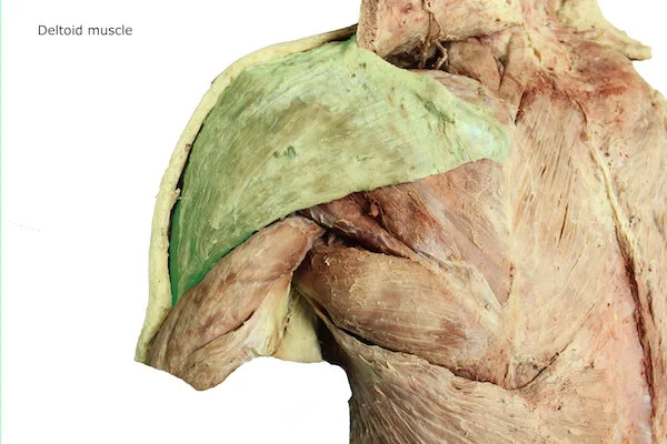 Deltoid muscle_editedimage_labelled.JPG