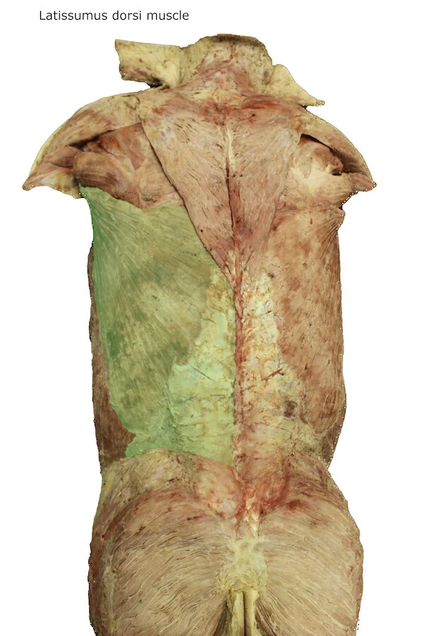 Latissimus dorsi muscle_editedimage_labelled.JPG