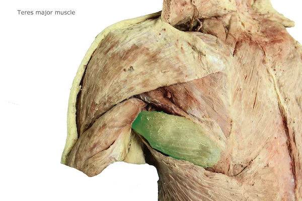 Teres major muscle_editedimage_labelled.JPG