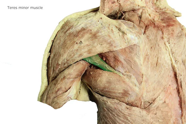 Teres minor muscle_editedimage_labelled.JPG