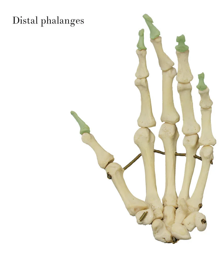 distal_phalanges_labelled.jpg