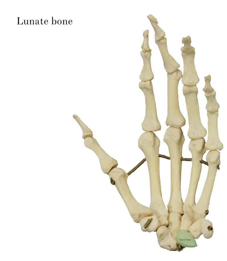 lunate_bone_labelled.jpg