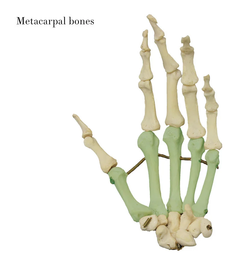 metacarpal_bones_labelled.jpg