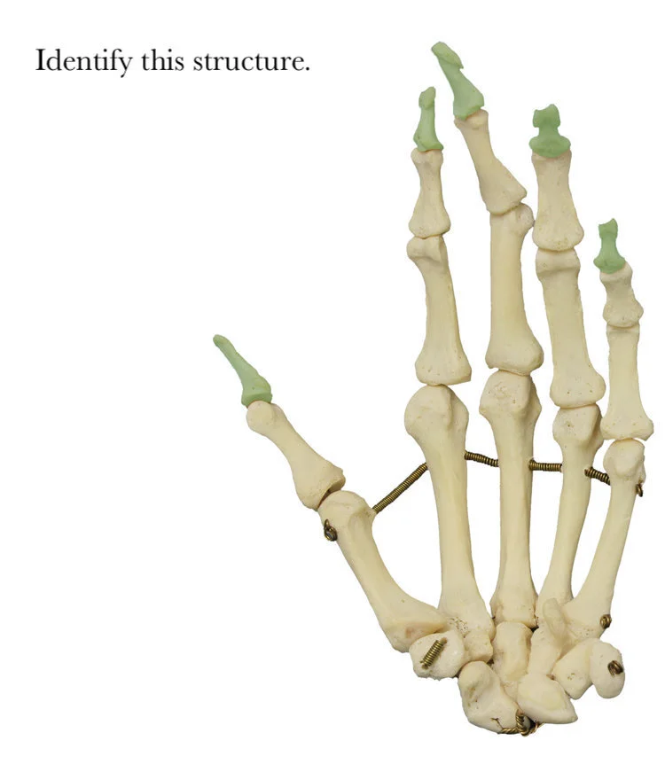 distal_phalanges_identify.jpg