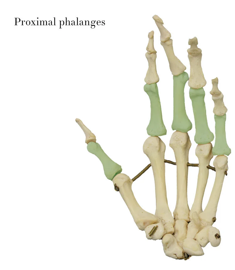 proximal_phalanges_labelled.jpg
