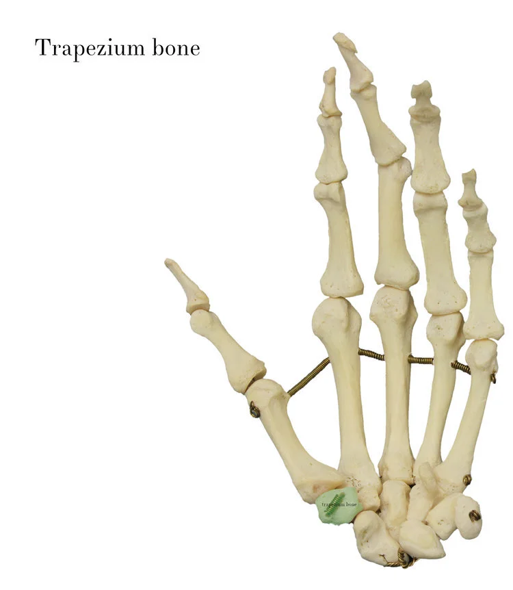 trapezium_bone_labelled.jpg