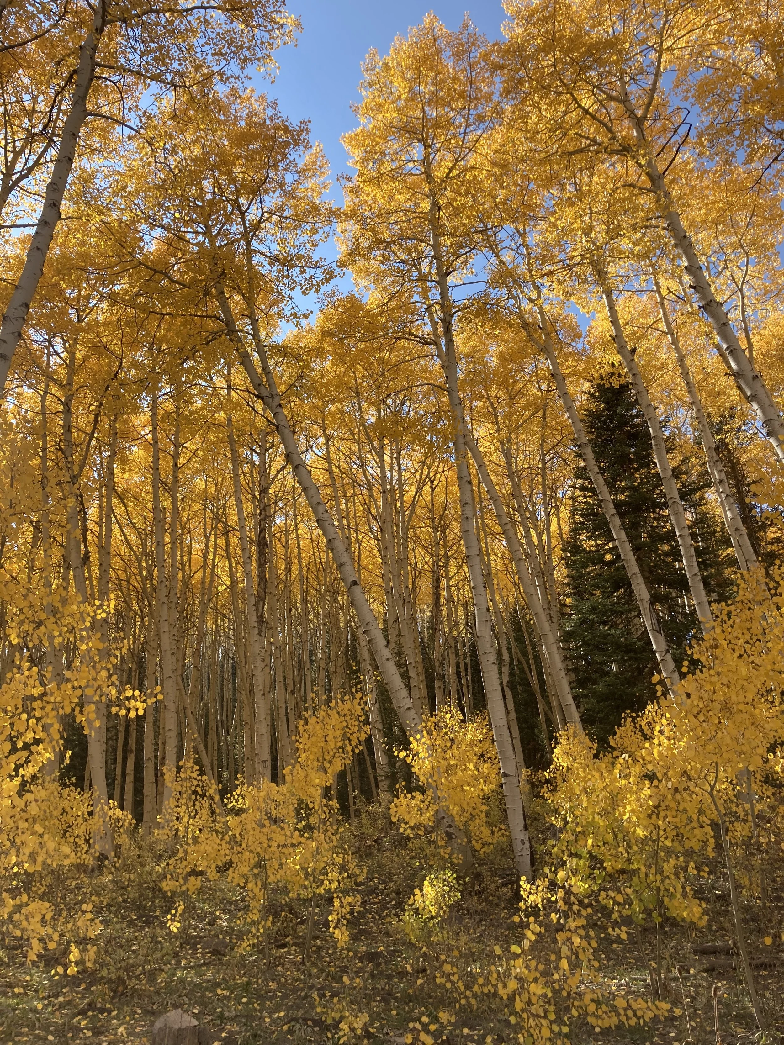 Walking A Path of Peace, A Late Fall Retreat 2025