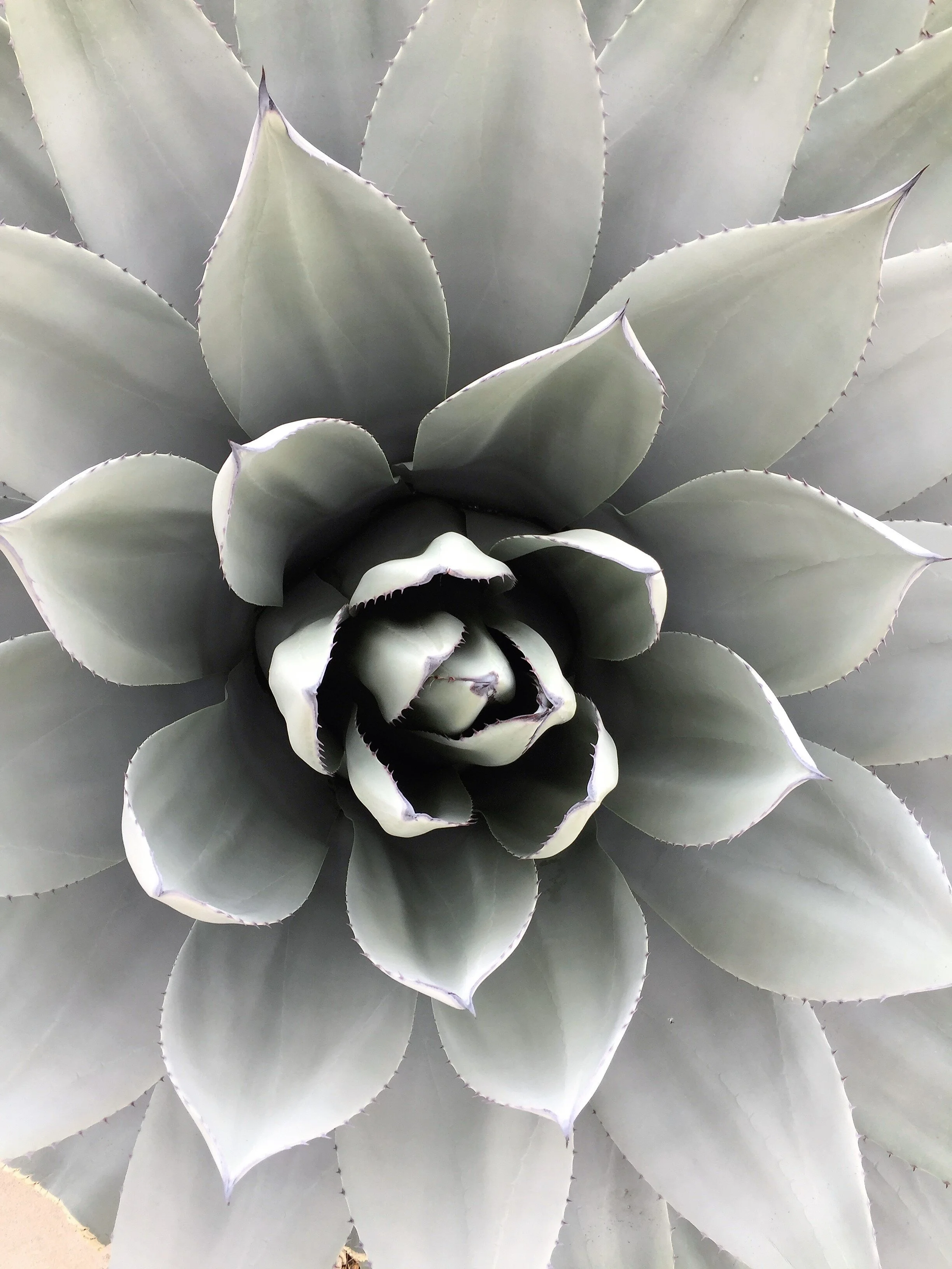 Cactus in Grey.JPG