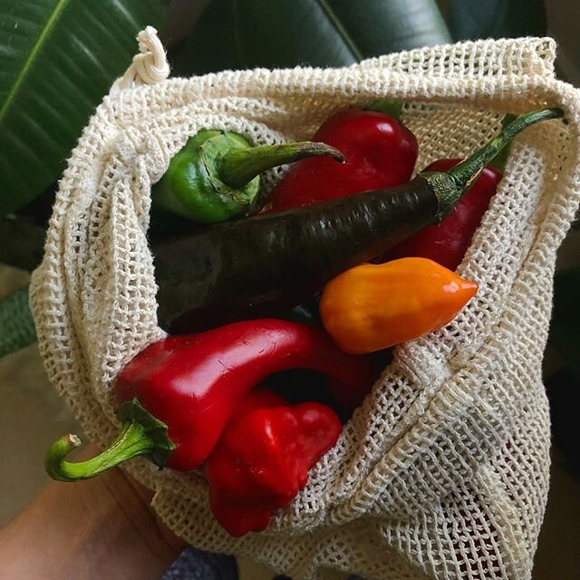 Making my own fermented hot sauce. Can&rsquo;t wait to see how this batch turns out! Hot and spicy and full of probiotics is what I&rsquo;m hoping for.
.
Trying to be more playful and interactive on insta so here&rsquo;s a cute idea: leave a comment 