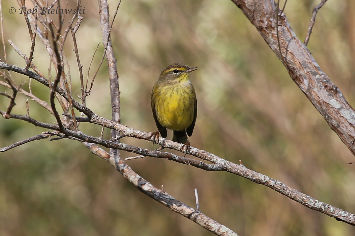 One of the most beautiful of our Fall warbler species, the very yellow Palm Warbler, seen here at Kiptopeke State Park!